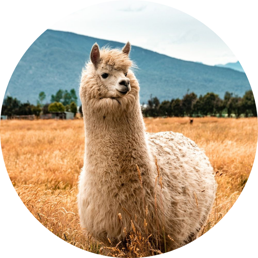 Certified Alpaca Wool