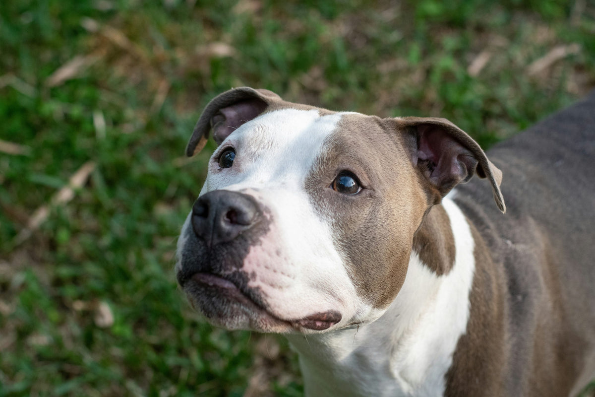 Supporting Animal Rescue with Hope For Paws