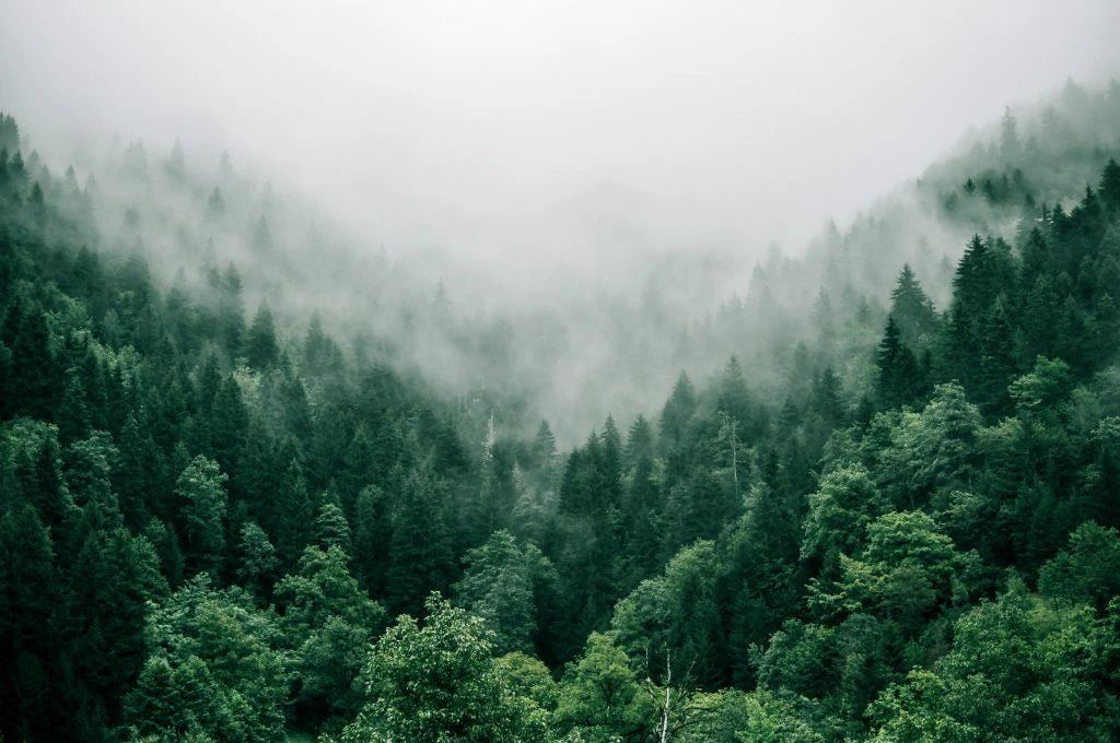 Origin Sustainability Efforts